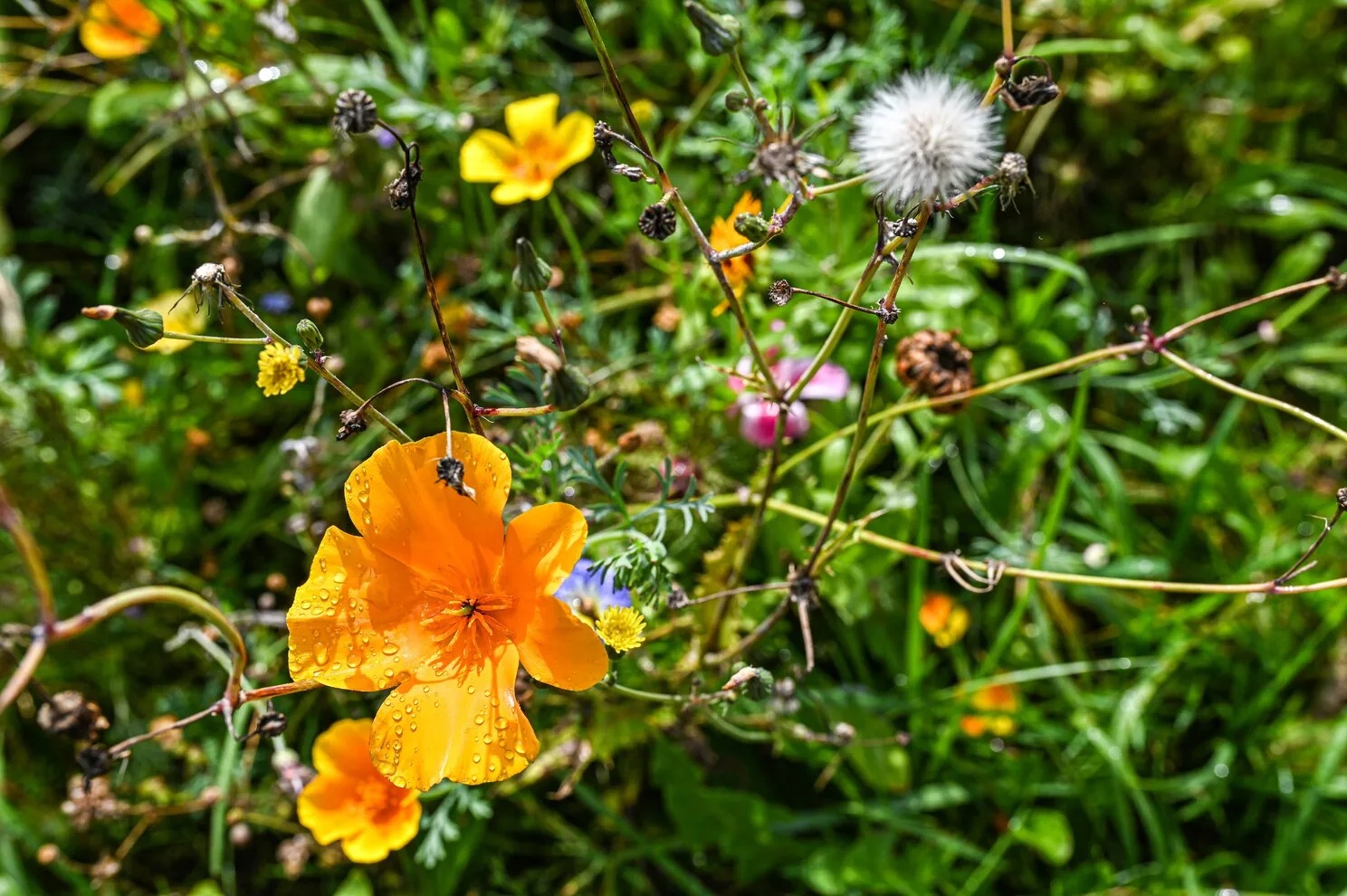 biodiversité